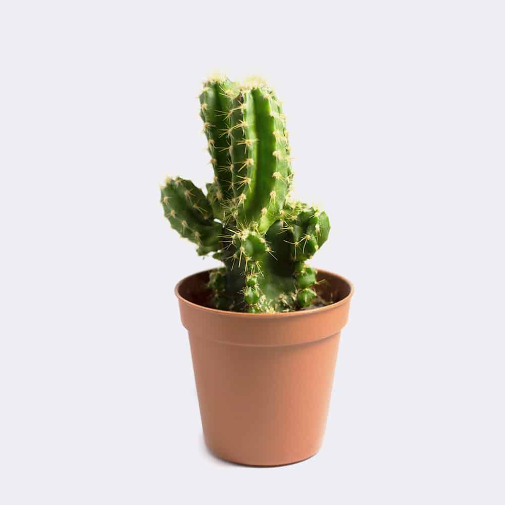 cactus1-free-img