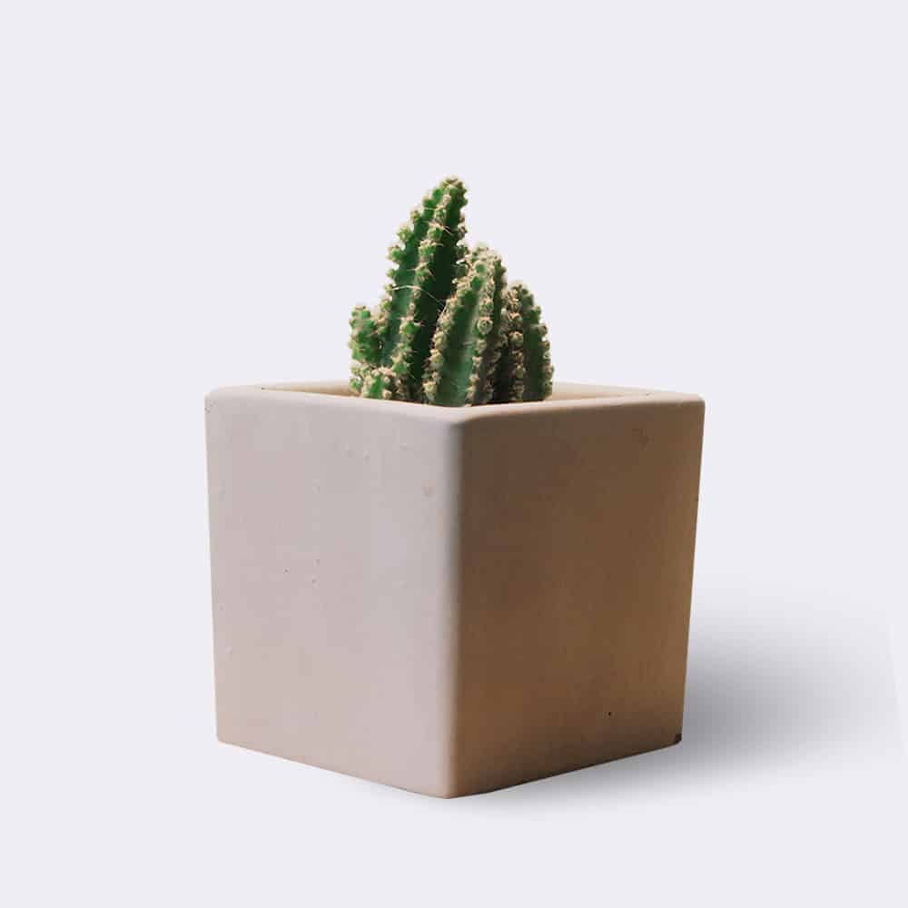 cactus2-free-img